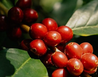 Agricultor de sucesso de Minas Gerais melhorou a produtividade do café e reduziu custos com a Verde Agritech e o KFORTE®