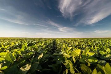 Veja os textos publicados no Blog da Verde Agritech na semana do dia 11/11 a 15/11!