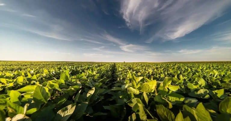 Veja os textos publicados no Blog da Verde Agritech na semana do dia 11/11 a 15/11!