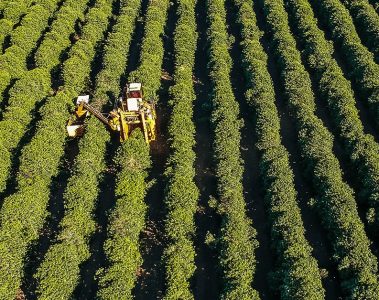 Veja os textos publicados no Blog da Verde Agritech na semana do dia 18/11 a 22/11!